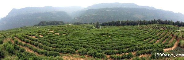 肖家坡茶场2.jpg